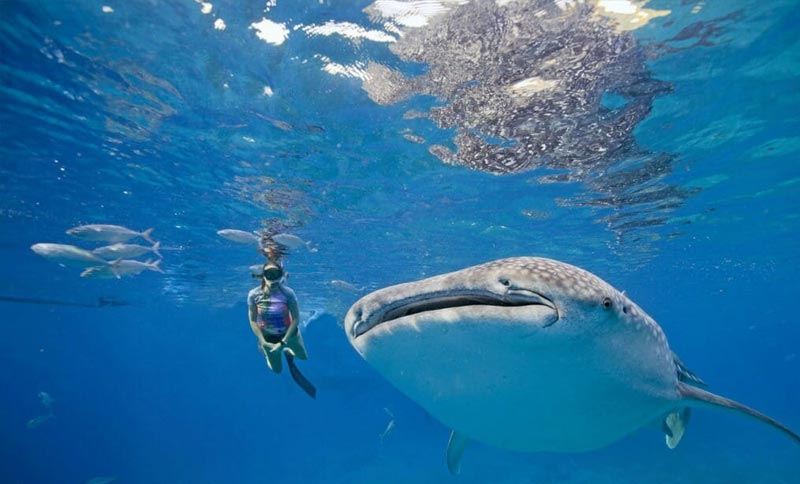 cebu oslob whale shark tour