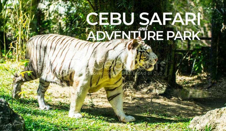 Tiger in Cebu Safari and Adventure Park