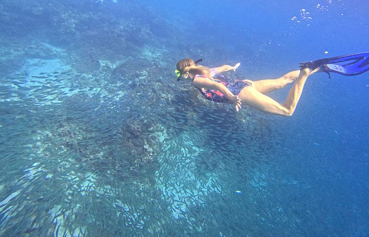 Sardine Run in Moalboal